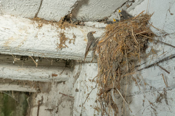 istock Black Redstart (Phoenicurus ochruros) bringing food in flight to its chicks at nest. 1405774174