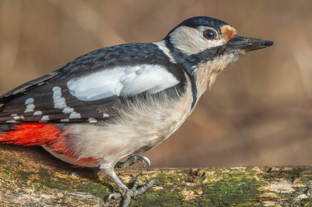istock Great Spotted Woodpecker (Dendrocopos major) on a tree branch in winter in a forest. 1405774179