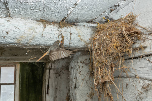 istock Black Redstart (Phoenicurus ochruros) bringing food in flight to its chicks at nest. 1405774203
