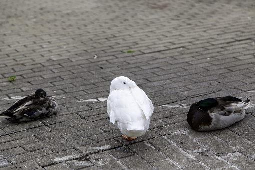 Detail of wild birds on a sea dock, freedom and nature