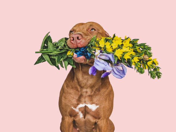 istock Lovable, pretty brown puppy and bright flowers 1405775284
