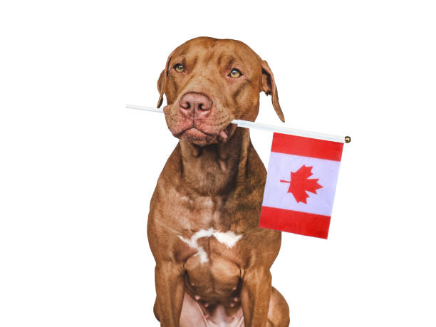 istock Lovable, pretty dog and Canadian Flag 1405775460
