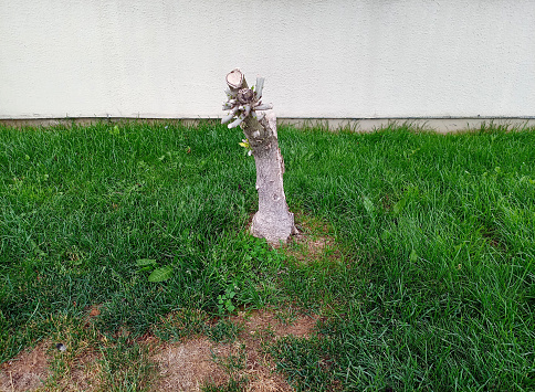 Dead tree, dry, body next to a building wall.