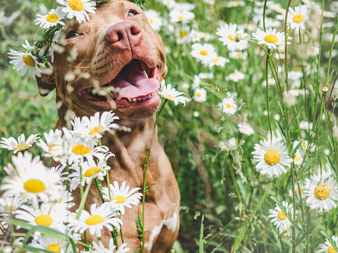 Lovable, smiling dog, beautiful meadow and wreath of daisies. Closeup, outdoors. Daylight. Concept of care, education, obedience training and raising pets