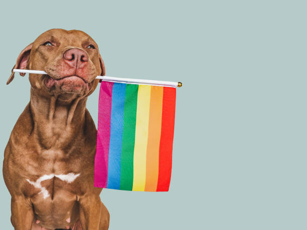 istock Lovable, pretty dog and Rainbow Flag. Closeup 1405776376