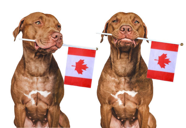 istock Lovable, pretty dog and Canadian Flag 1405776448