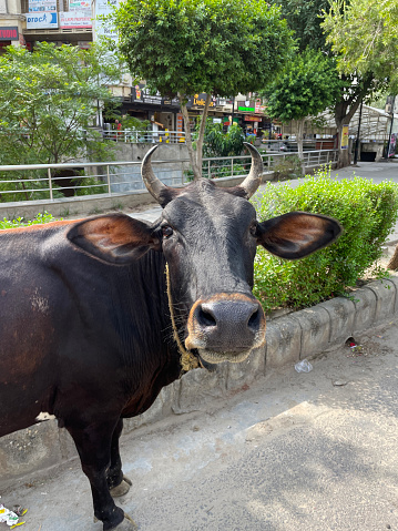 New Delhi, India - June 22, 2022: Cow roaming free around Indian urban area to find food. Cattle are considered sacred so are only used for their milk or as draft animals.