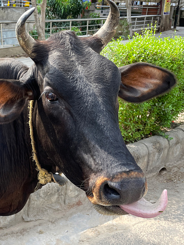 Stock photo showing portrait of cow roaming free around Indian urban area to find food. Cattle are considered sacred so are only used for their milk or as draft animals.