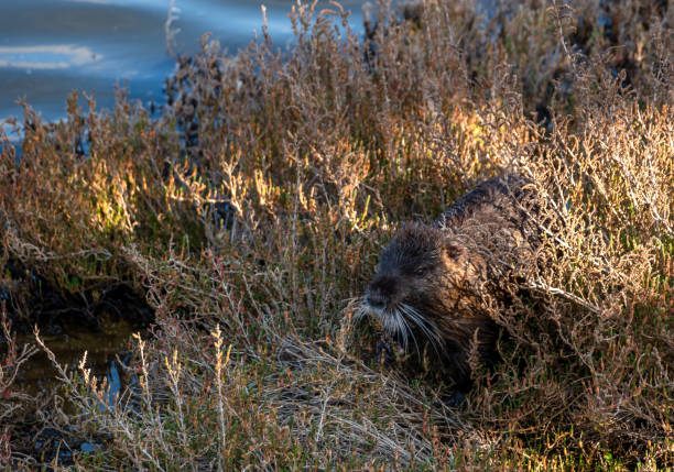 le rongeur coypu, un rongeur ressemblant à un castor, repose camouflé sur la rive d’un étang - nutria rodent beaver water photos et images de collection