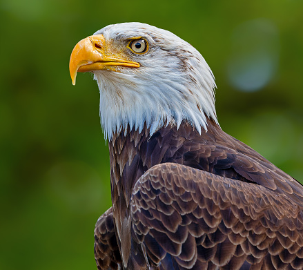a closeup view of an eagles head