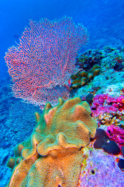 Elephant Ear Coral, Green Toadstool Coral, Leather Coral, Soft Coral, Gorgonian, Sea Fan, Sea Whips, Coral Reef, North Ari Atoll, Maldives, Indian Ocean, Asia