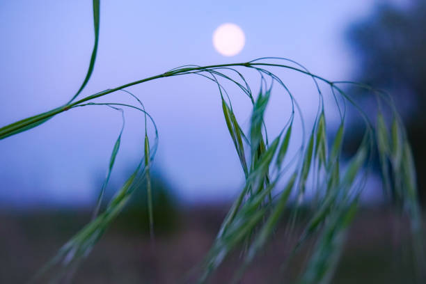 изящный изгиб травинки на фоне вечернего неба с полной луной - long leaf grass blade of grass стоковые фото и изображения