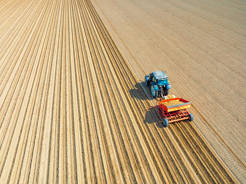Tractorplanting seed potatoes in prepared soil for planting crops during a sunny and dry springtime day. Aerial view drone view from directly above.