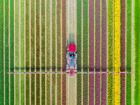 Agricultural crops sprayer spraying herbicides or pesticides on a field of tulips during springtime seen from above in the Noordoostpolder in Flevoland, The Netherlands. The Noordoostpolder is a polder in the former Zuiderzee designed initially to create more land for farming.