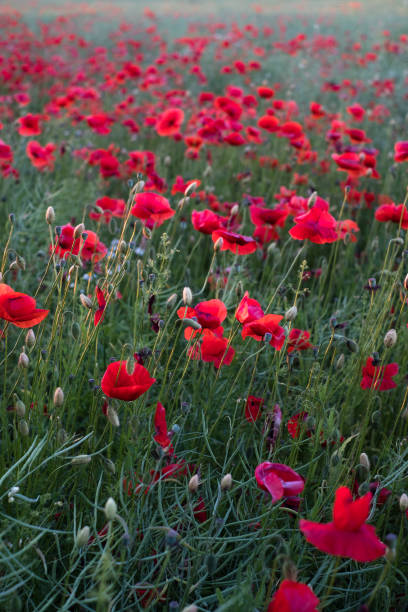 istock Field of poppies. 1405780564