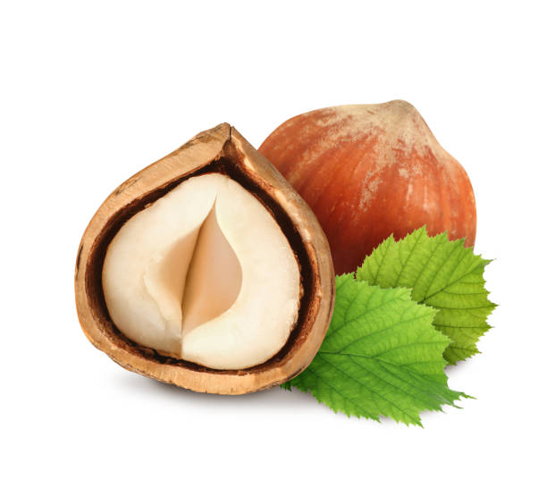 istock Tasty hazelnuts and green leaves on white background 1405780940