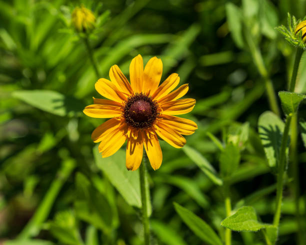 istock a Black-eyed Susan bloom has opened in the back garden 1405781653