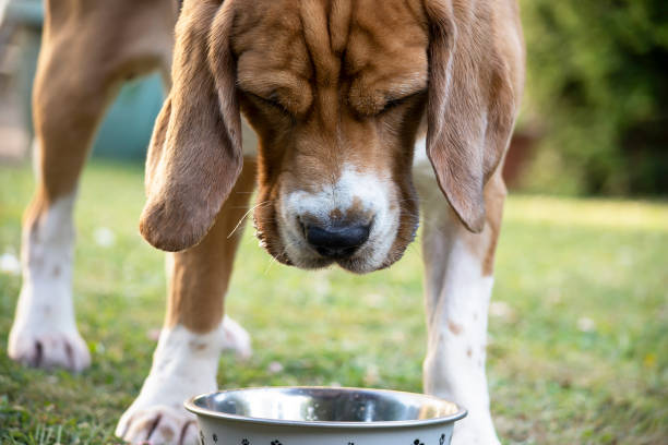 istock funny beagle dog eats dry food from a bowl 1405781894