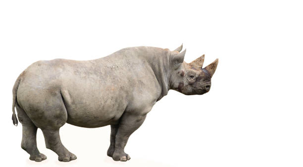 istock funny rhino stands, wild life background 1405781934