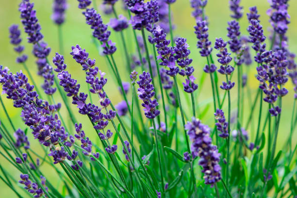 istock lilac lavender blooms on a green background 1405782060