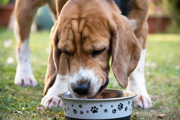 istock funny beagle dog eats dry food from a bowl 1405782227