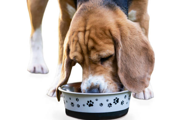 istock funny beagle dog eats dry food from a bowl 1405782359