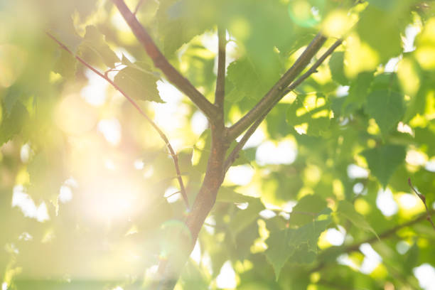 istock Birch grove in summer with green leaves. 1405783756