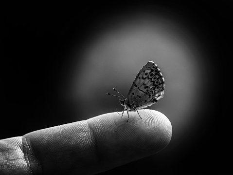 Close-up black and white portrait of a tiny spring azure butterfly that is resting on a human finger with a blurred background.
