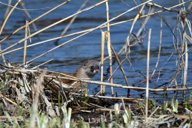 istock Weasel looking for food by the water 1405785206
