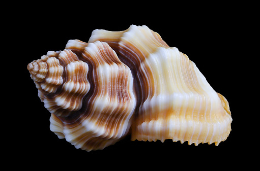 One Shell Photography One Sea Shell Isolated On A Black Background Stock Photo - Download ...