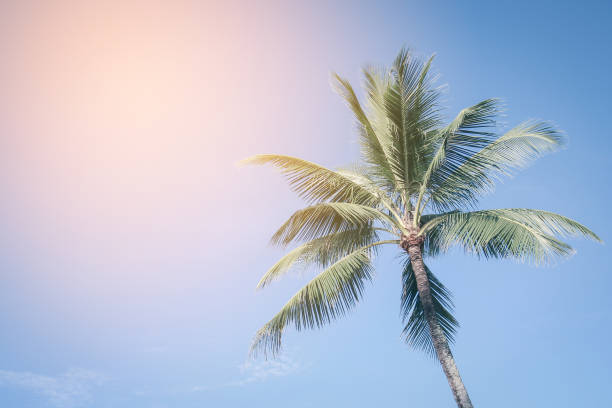 istock Coconut palm tree and blue sky with vintage filter, Summer background 1405786871