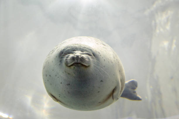 Harbour seal underwater. Front view.