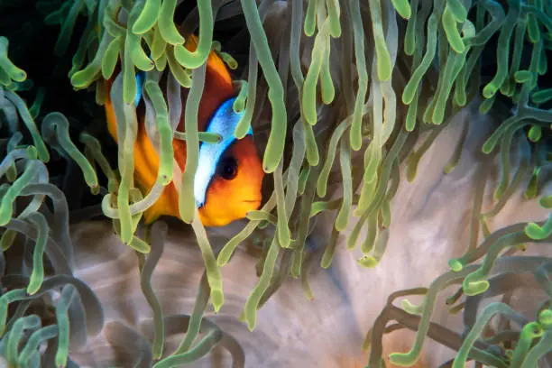 Twoband anemonefish, Amphiprion bicinctus, in his host sea anemone