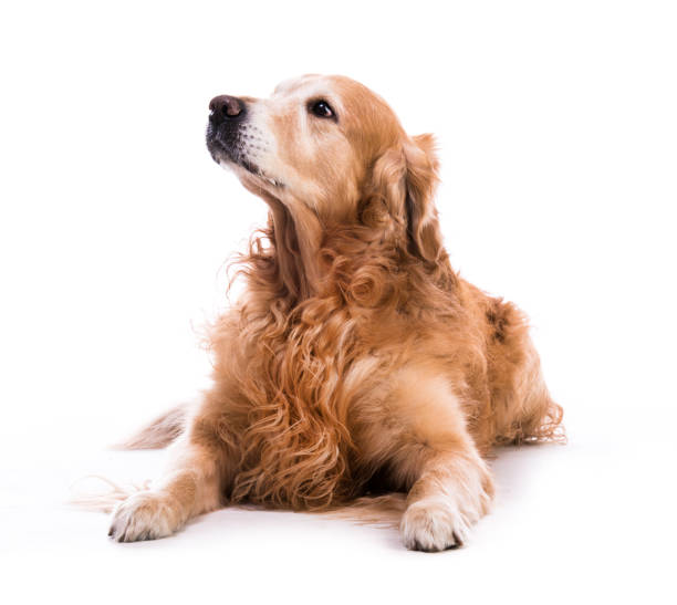 istock golden retriever dog laying down 1405788979