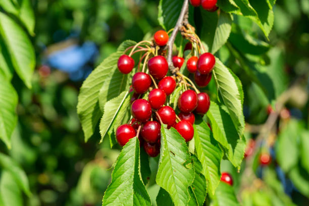 sauerkirsche prunus cerasus mit früchten - sour cherry stock-fotos und bilder