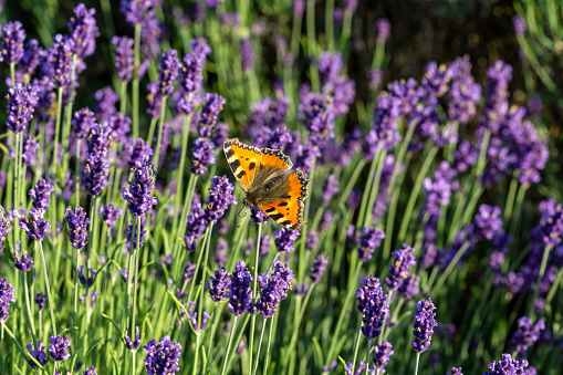 Encounter in a summer herbaceous border in an English Garden. A Honey bee and a Gatekeeper Butterfly meet amongst the lavender