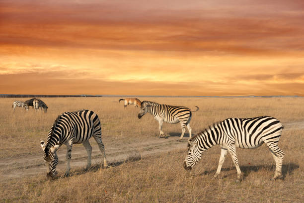 Manyoni Game Reserve is a protected area in north-eastern Kwa Zulu Natal and covers 23000 ha.