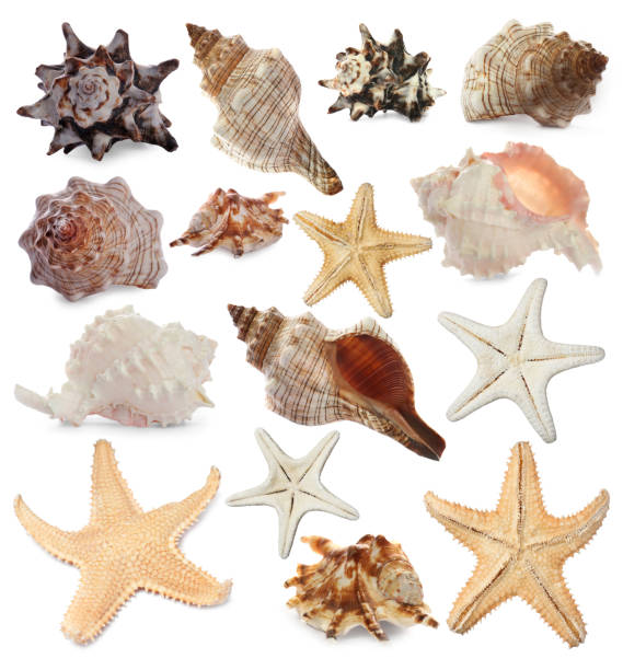 istock Collection of different beautiful sea stars and shells on white background 1405790518
