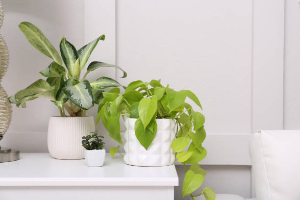istock Different houseplants on white table near light wall. Interior accessories 1405790620