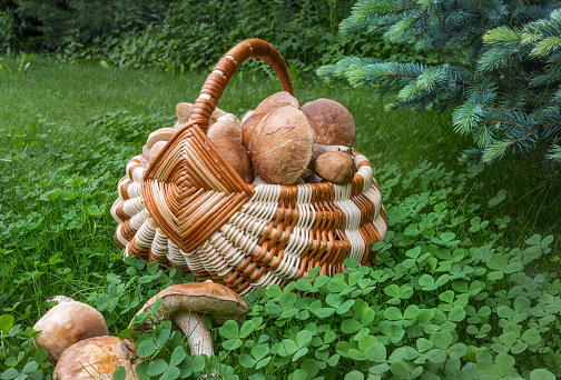 A wicker basket filled to the top with freshly cut forest mushrooms, boletus and birch boletus, stands on a green lawn near the fir trees. Close-up. Summer day. Ural, Russia