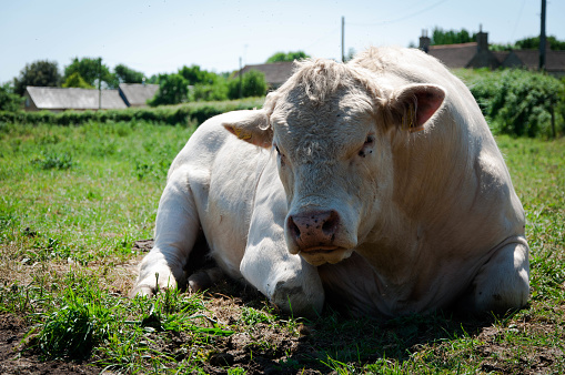 Closeup of Nelore cattle on green grass. Sao Paulo state, Brazil