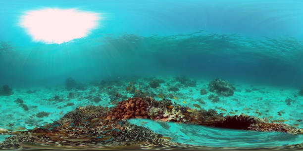istock Coral reef and tropical fish. Philippines. 360-Degree view. 1405793389