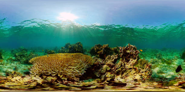istock Coral reef and tropical fish. Philippines. 360-Degree view. 1405793401