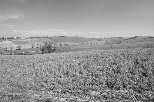 Gentle green hills of Tuscany with fields of wheat, flowers and timeless Italian beauty in black and white