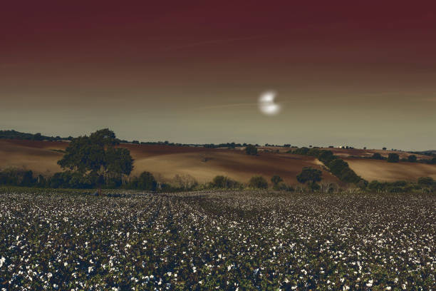 campo de algodón con luz misteriosa - cotton photography cloud plantation fotografías e imágenes de stock