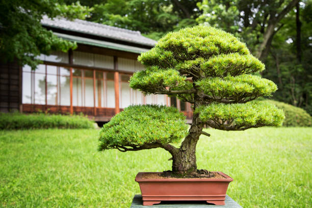 13,500+ Bonsai Tree Outside Stock Photos, Pictures & Royalty-Free