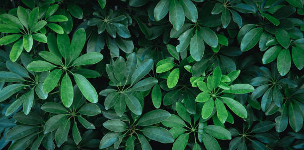istock Natural background of green leaves 1405796422