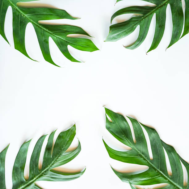 istock Flat lay of Green tropical Monstera leaf on white background with copy space 1405796495