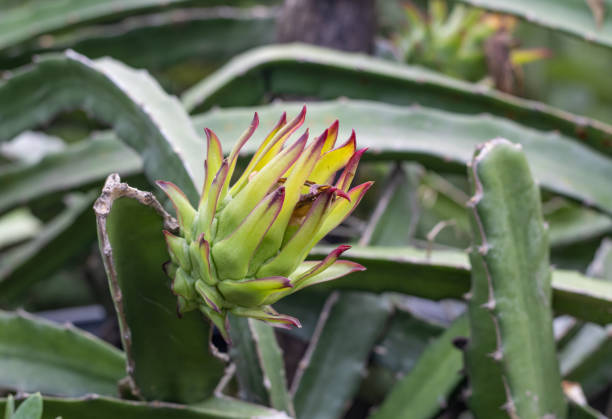 Selective focused young dragon fruit or pitaya on a branch close up