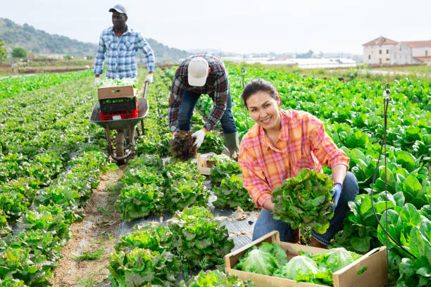 istock Farmer and his assistant harvesting ripe lettuce on field 1405800704